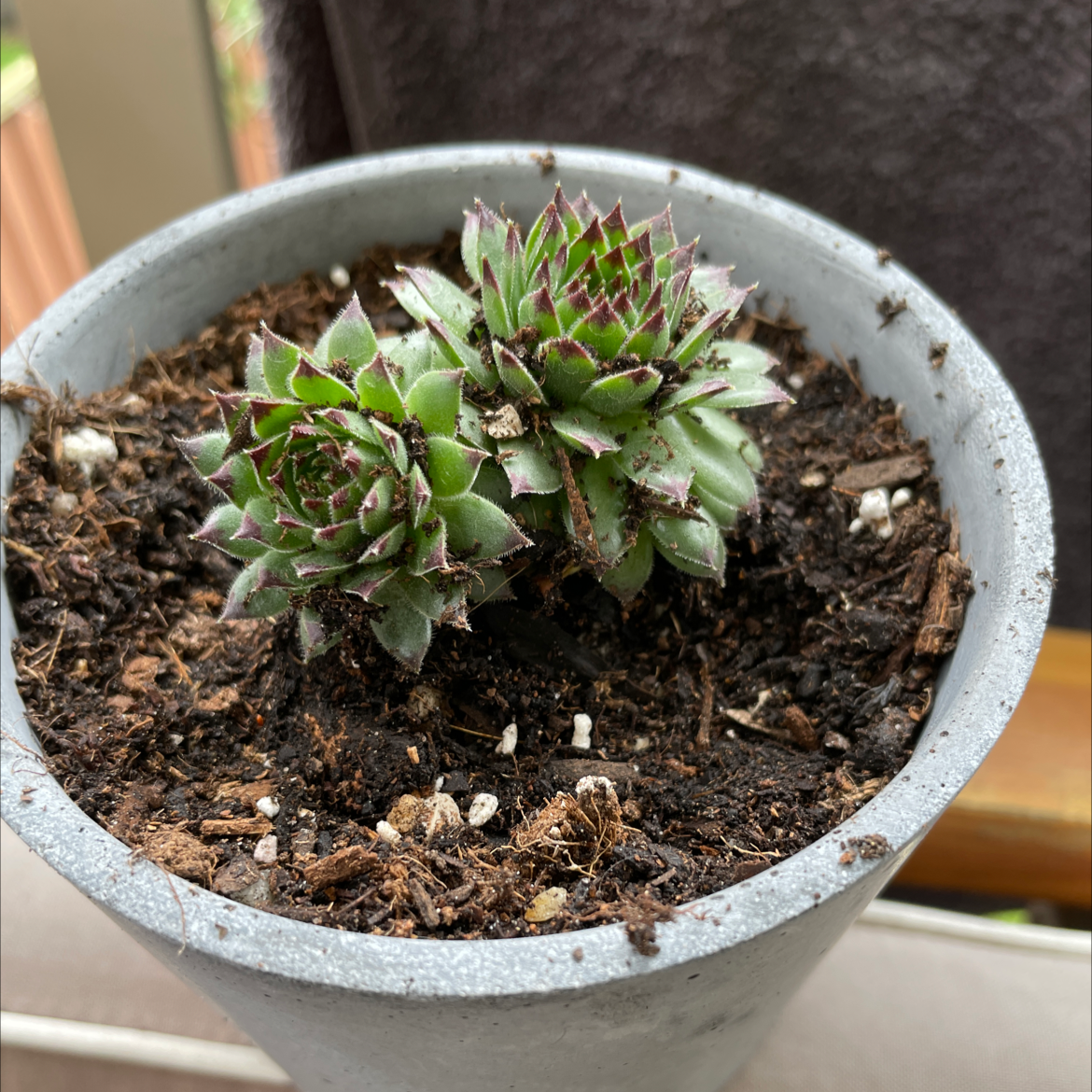 Photo of the plant species Appletini Hens and Chicks by @smudgeness named Orwell on Greg, the plant care app