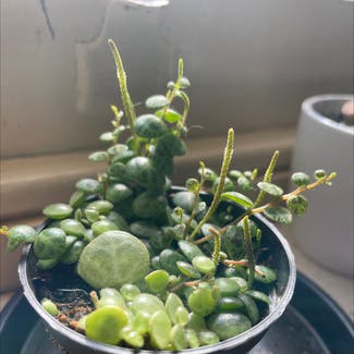 Trailing Jade plant in Somewhere on Earth