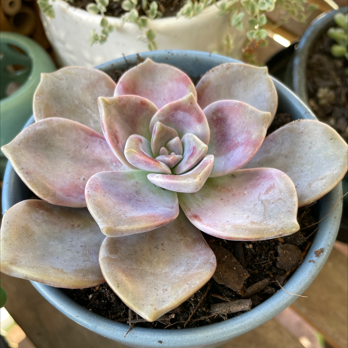 Graptopetalum 'Purple Delight' succulent in a small pot with visible soil.