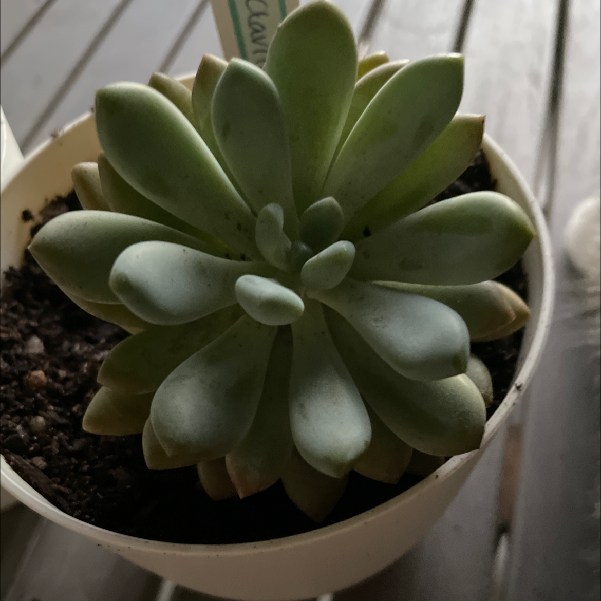 Photo of the plant species Jeweled Crown by @smudgeness named Clavifolia on Greg, the plant care app