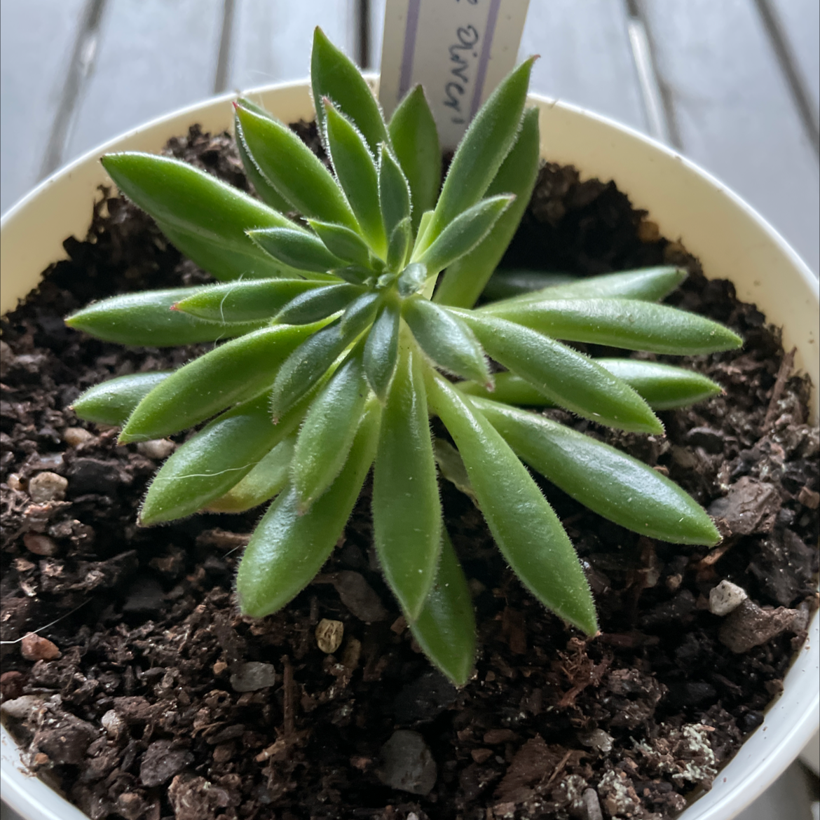 Photo of the plant species Echeveria Spruce Oliver by @smudgeness named Spruce Oliver on Greg, the plant care app