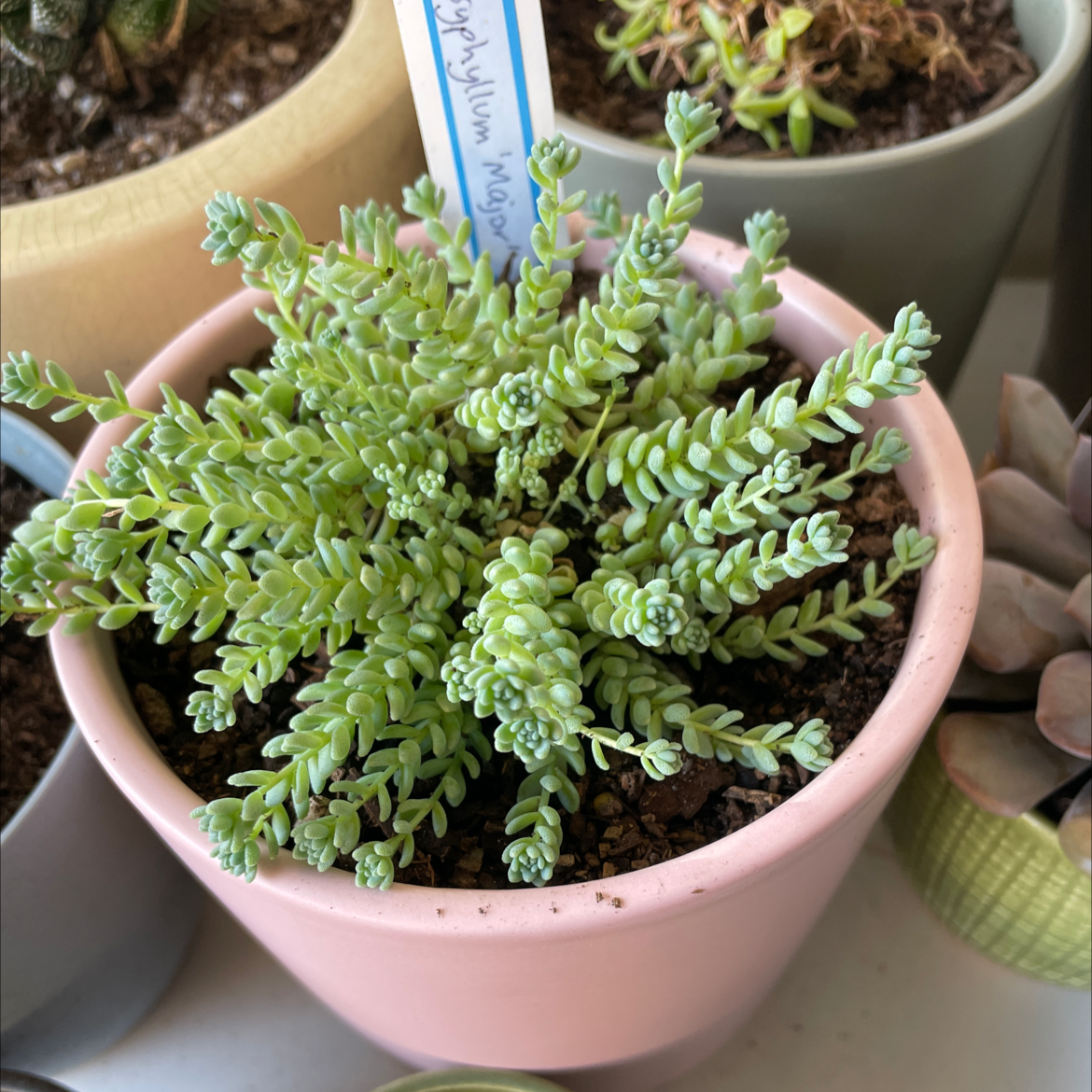 Photo of the plant species Blue Tears Sedum by @smudgeness named Sedum dasyphyllum ‘Major’ on Greg, the plant care app