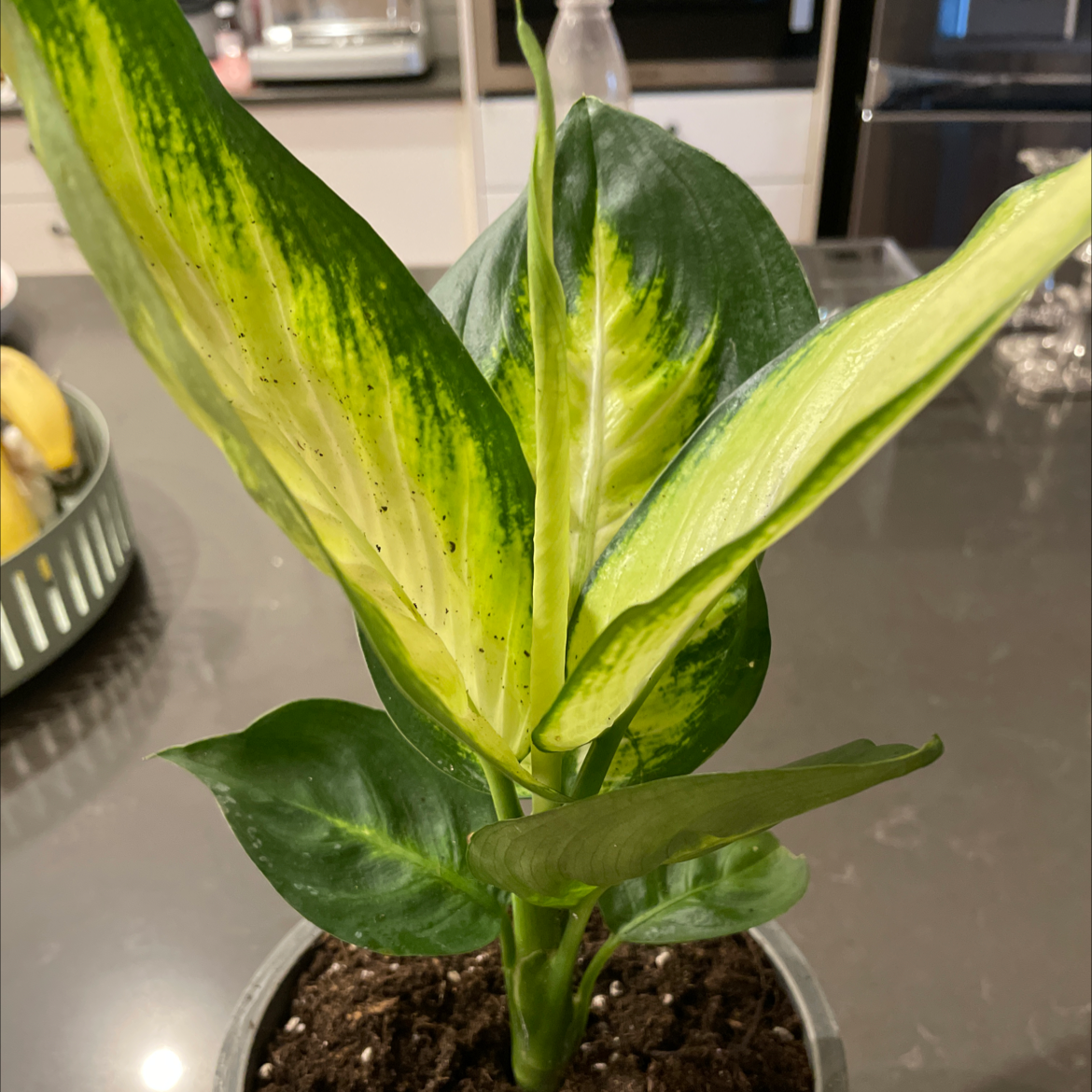 Plant care for Camouflage on Greg, the plant care app