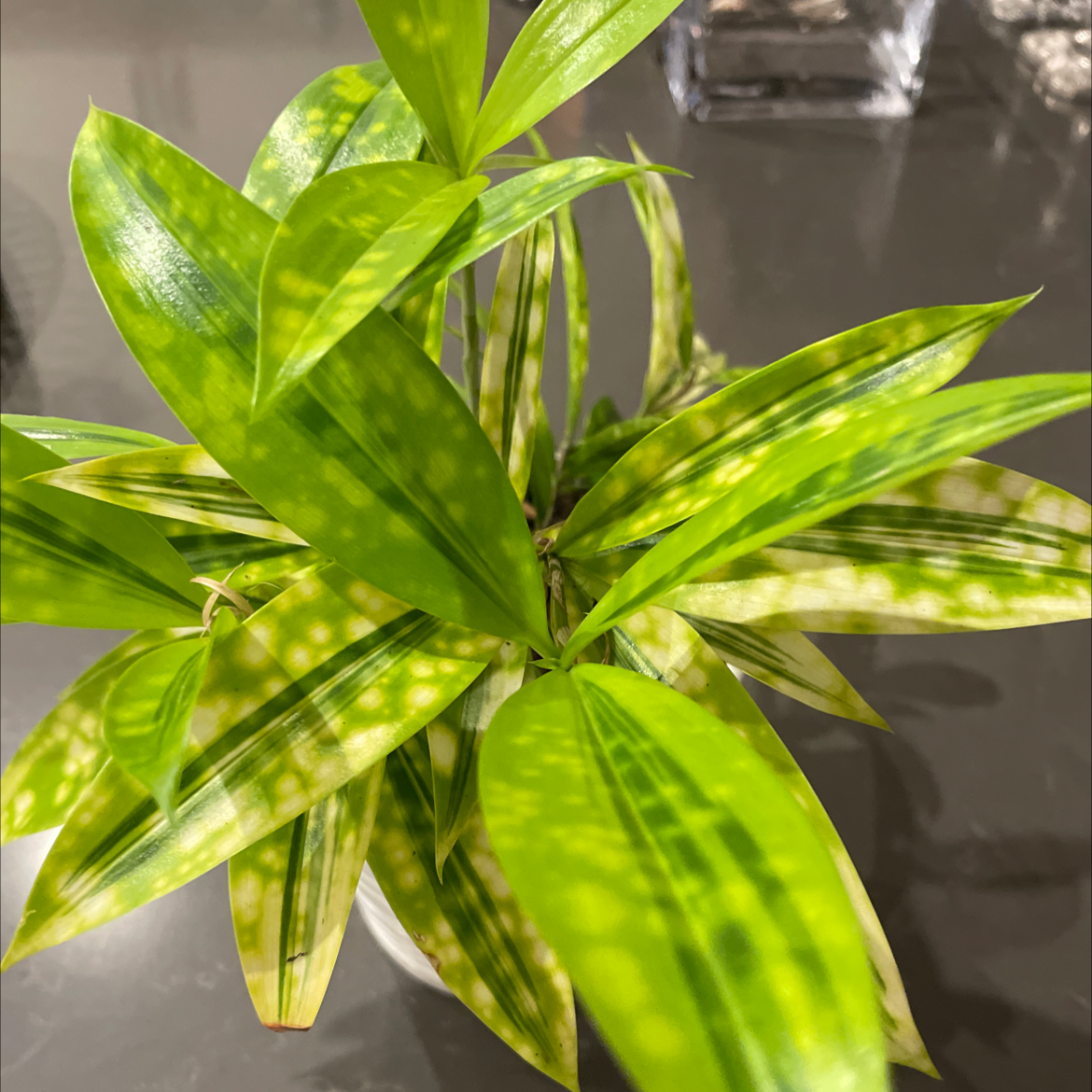 Plant care for Canaliculate Snake Plant on Greg, the plant care app