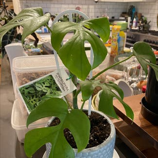 Rhaphidophora Tetrasperma plant in Somewhere on Earth