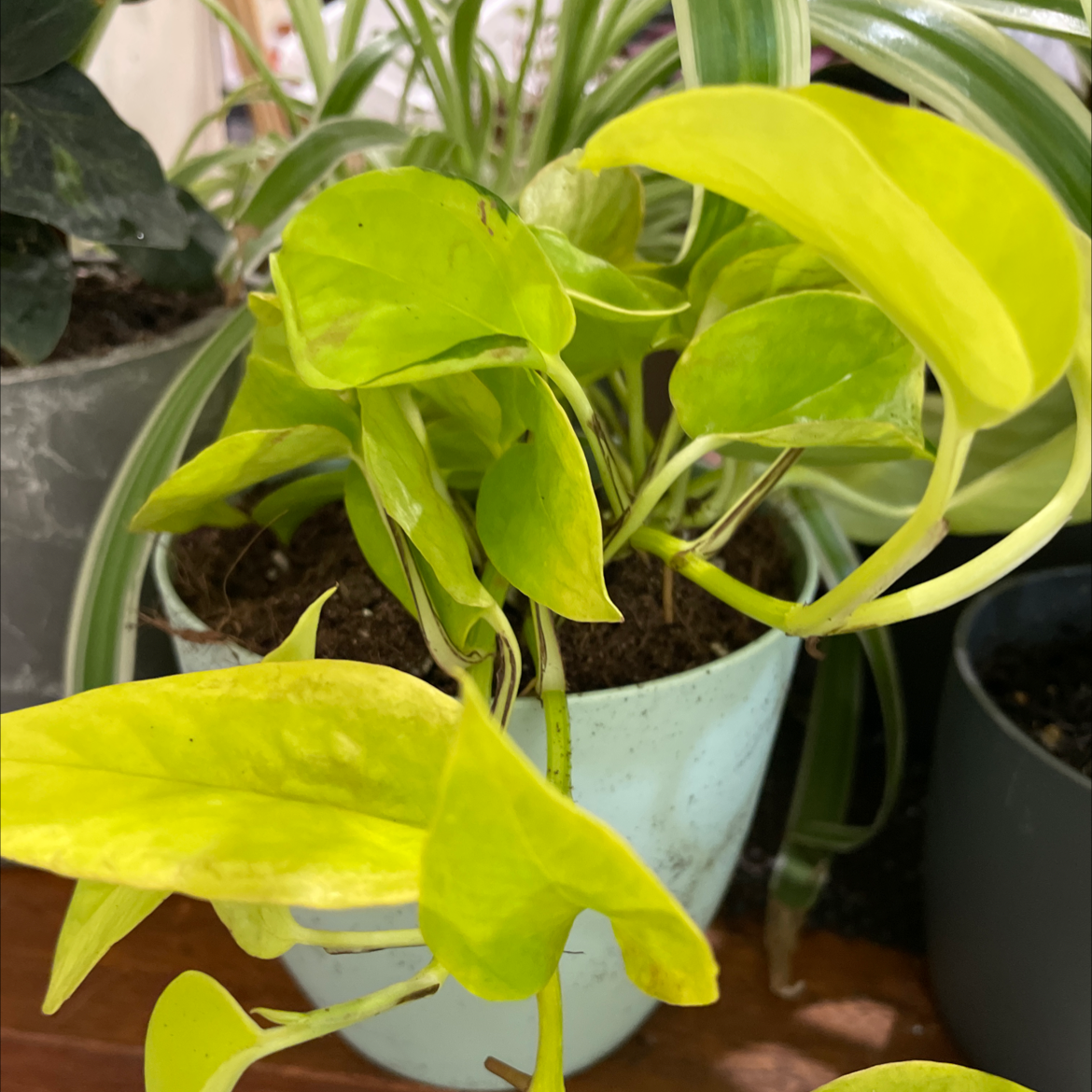 Photo of the plant species Epipremnum aureum 'Goldilocks' by @smudgeness named James Dean on Greg, the plant care app
