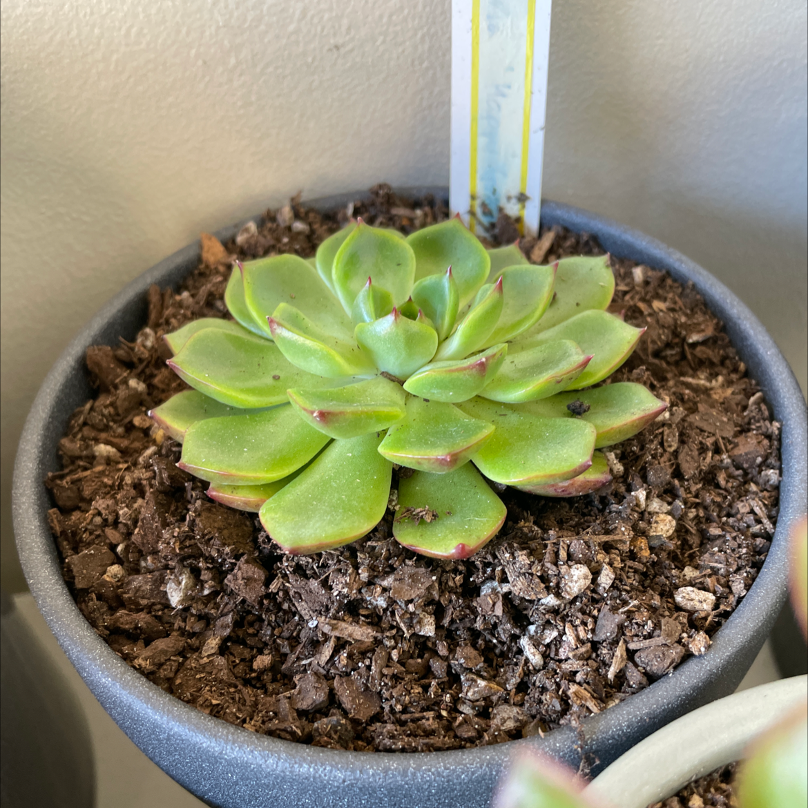 Photo of the plant species Happy Green Echeveria by @smudgeness named Happy Green on Greg, the plant care app