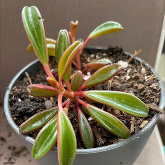 Peperomia Ruby Glow plant in Somewhere on Earth