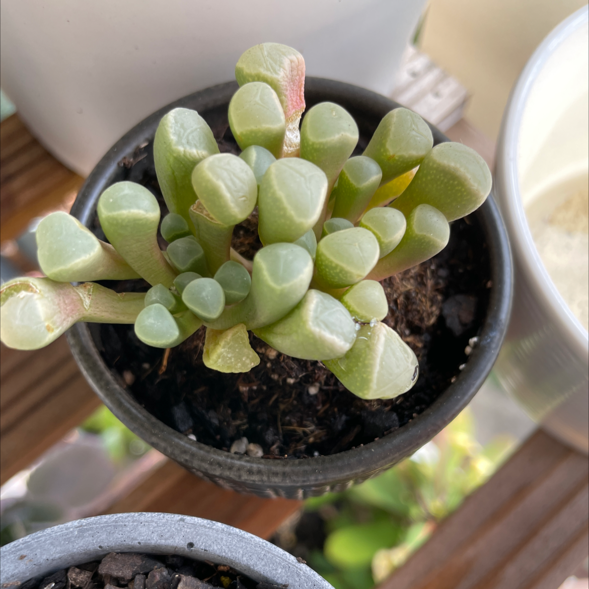 Healthy Baby Toes succulent in a pot with visible soil.
