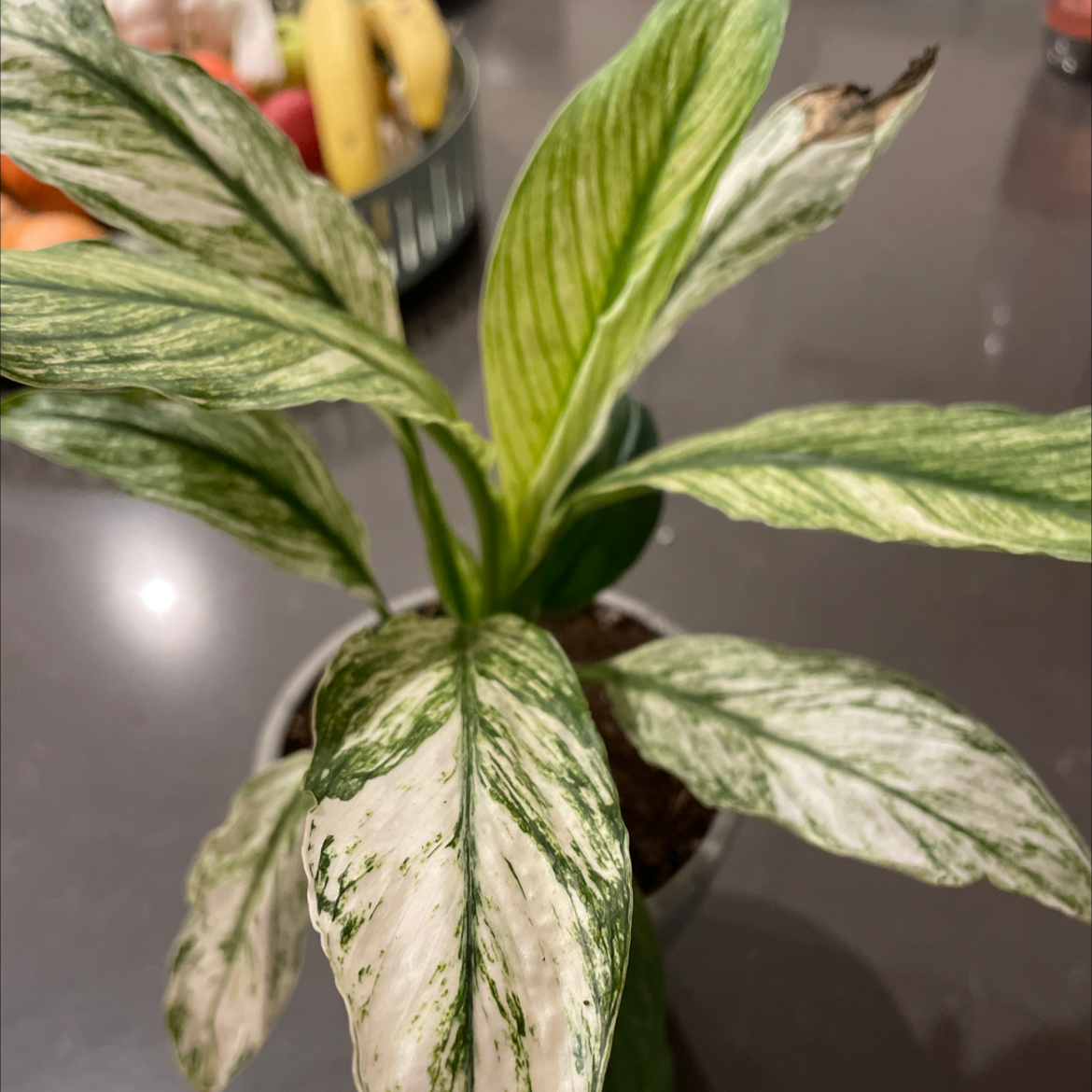 Photo of the plant species Variegated Sensation Peace Lily by @smudgeness named Foxxy on Greg, the plant care app
