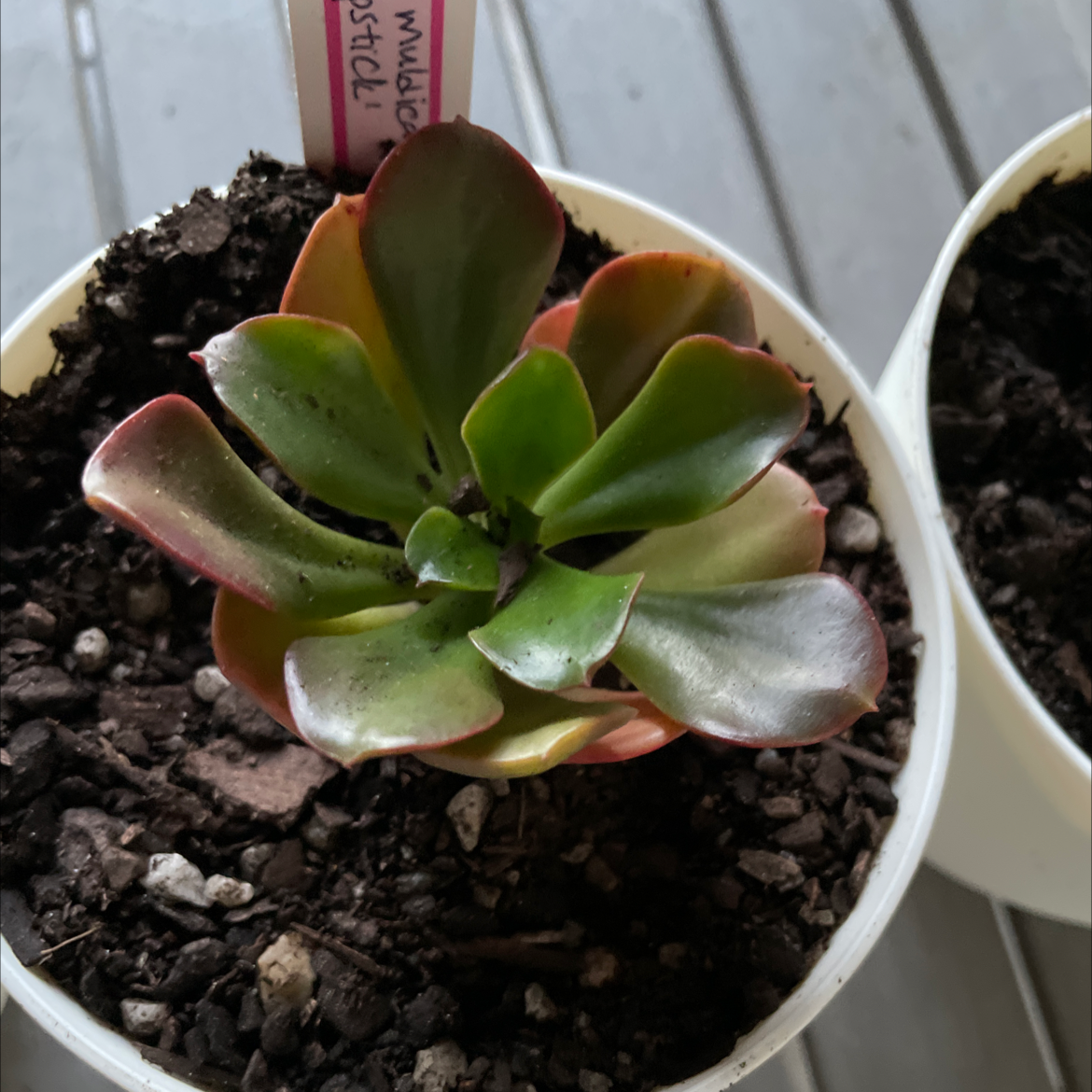 Photo of the plant species Lipstick Echeveria by @smudgeness named Lipstick on Greg, the plant care app