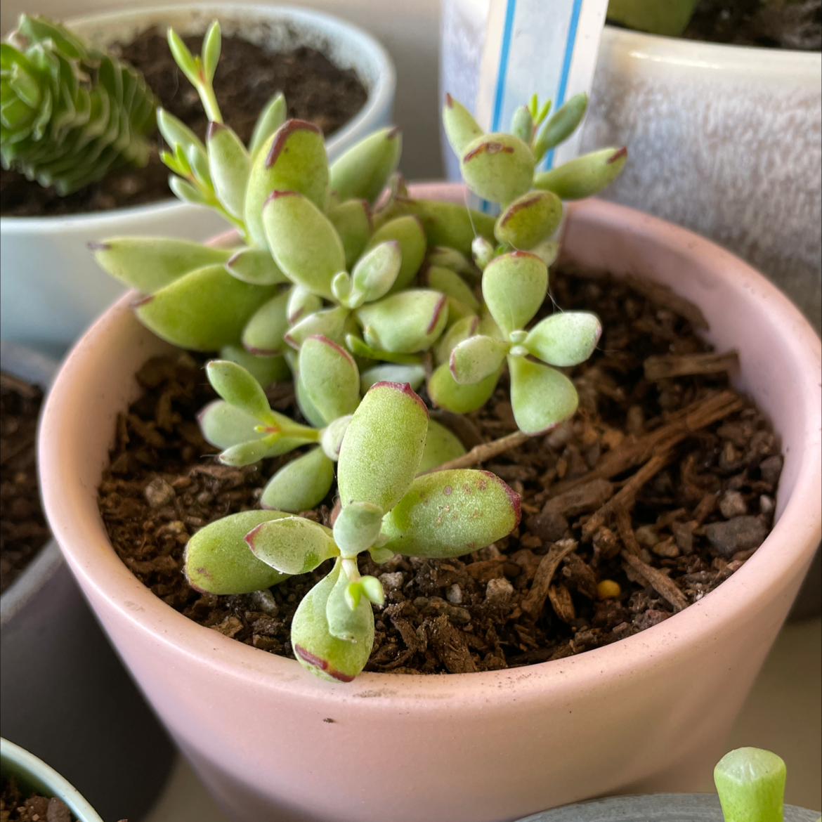 Photo of the plant species Wood's Cotyledon by @smudgeness named Grey Form on Greg, the plant care app