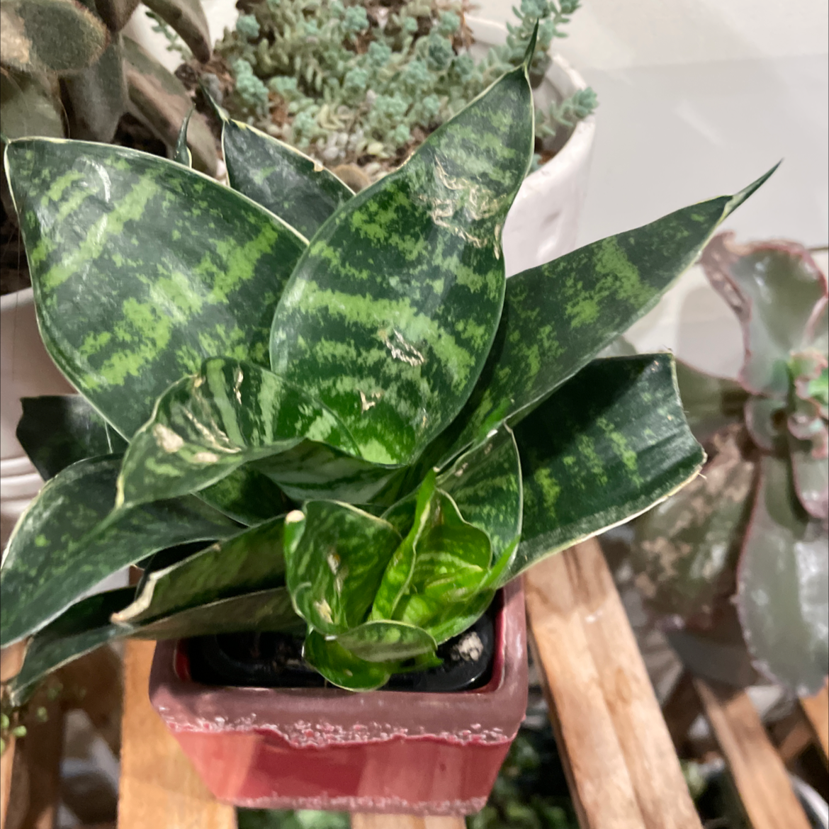 Photo of the plant species Gilt Edge Snake Plant by @smudgeness named Green Hahnii on Greg, the plant care app