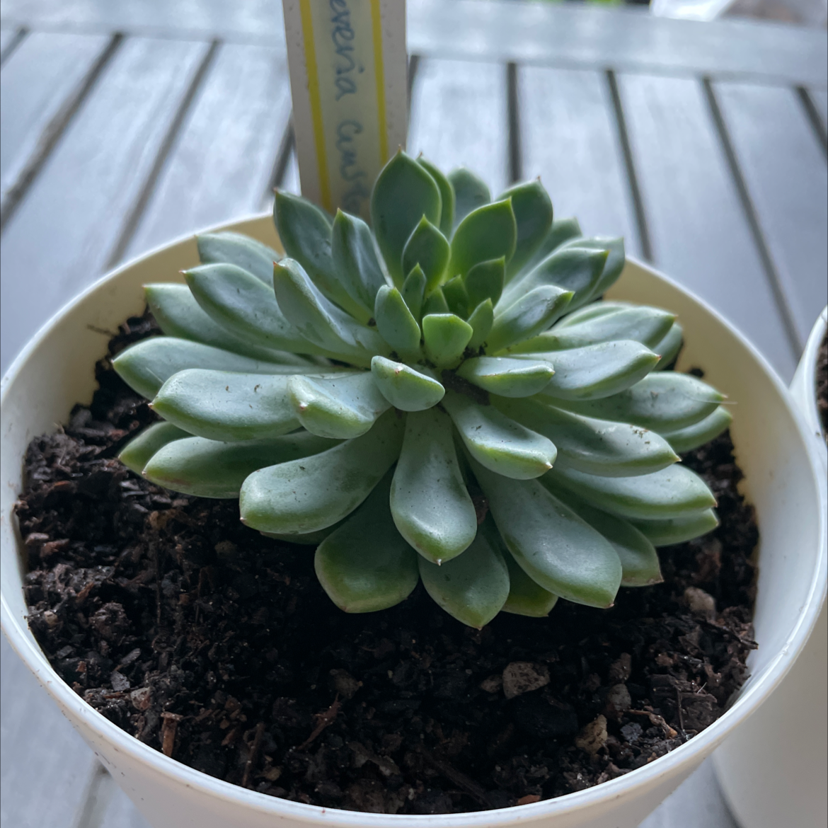 Photo of the plant species Echeveria 'Gusto' by @smudgeness named Gusto on Greg, the plant care app