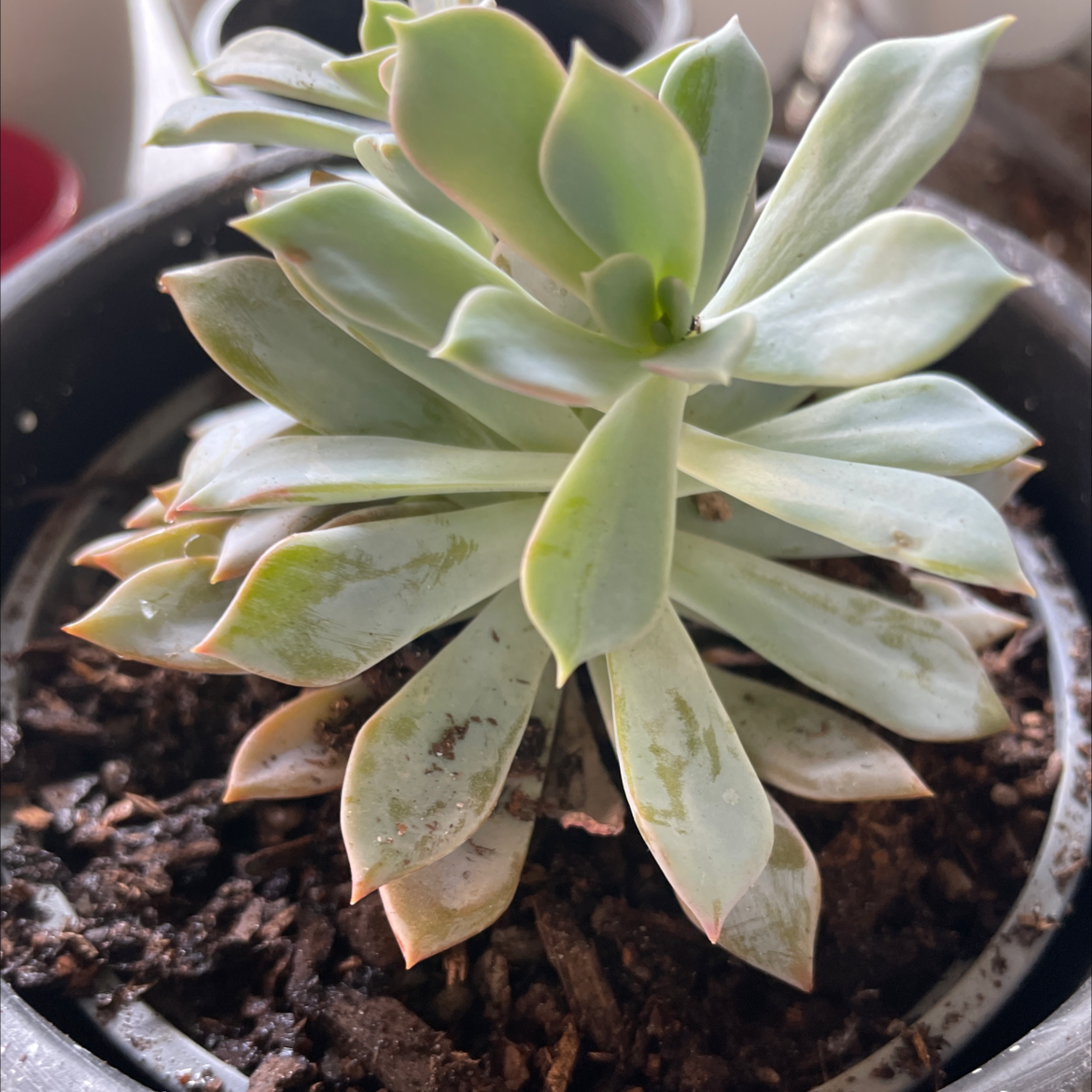 Photo of the plant species Costa Brava Echeveria by @smudgeness named Costa Brava on Greg, the plant care app
