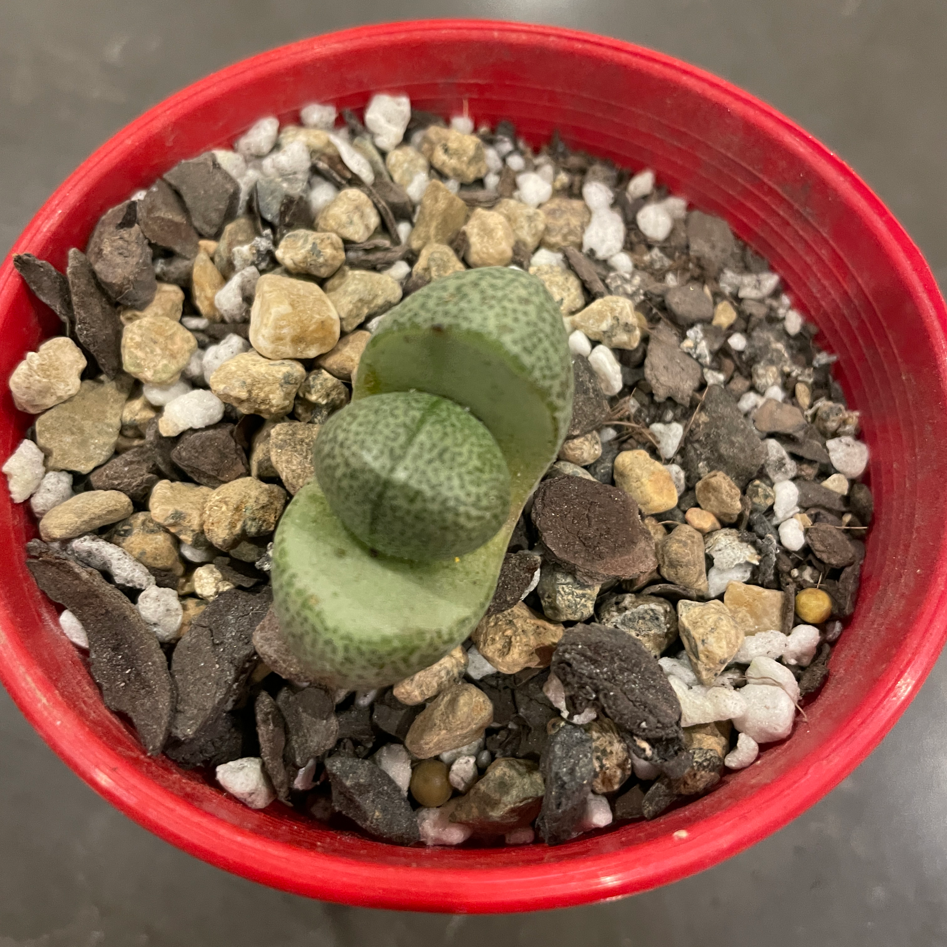 Split Rock plant (Pleiospilos nelii) in a red pot with rocky soil.