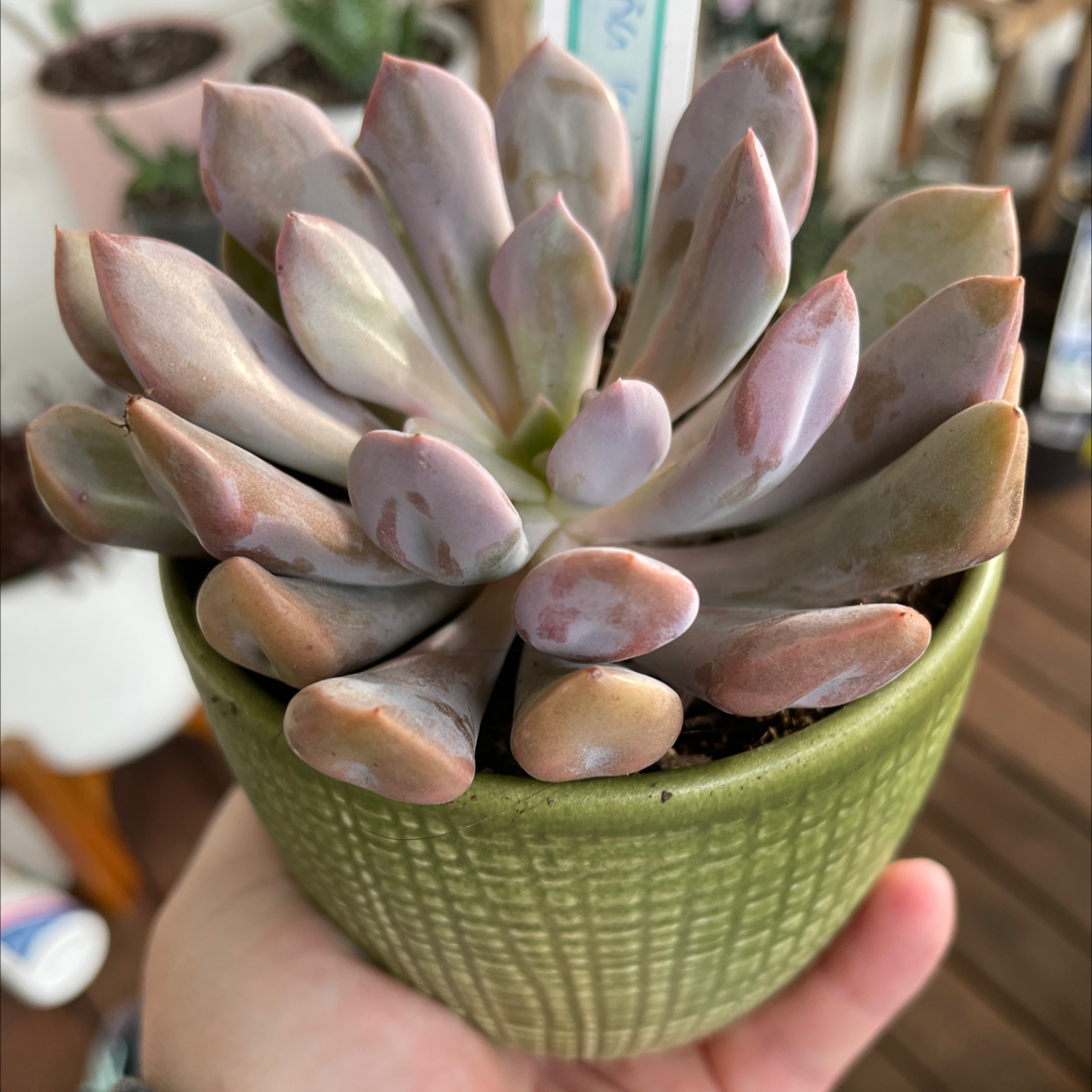 Photo of the plant species Graptoveria 'Topsy Debbi' by @smudgeness named Demi on Greg, the plant care app