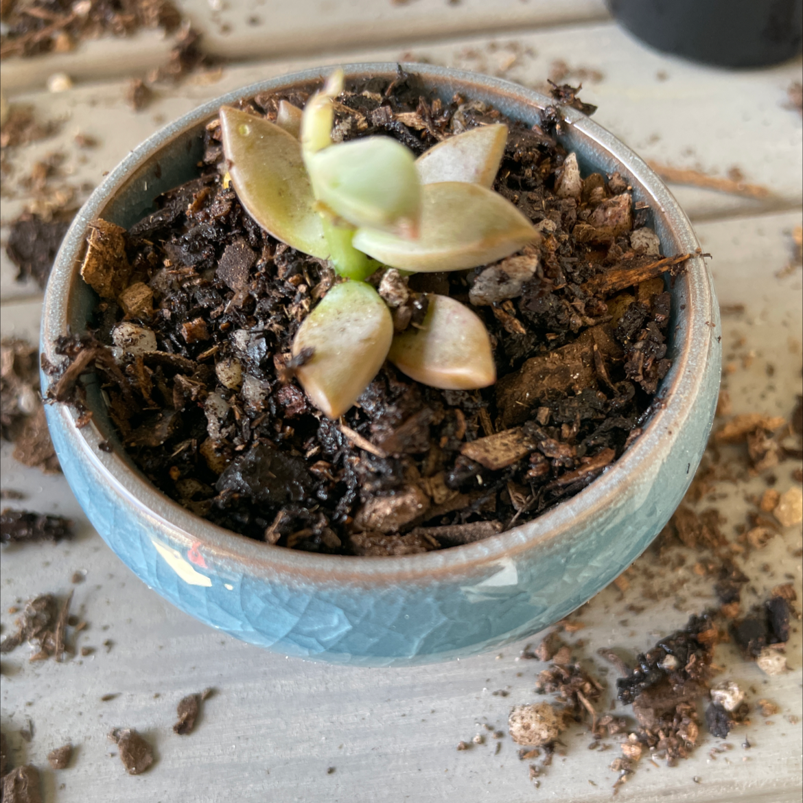 Photo of the plant species Bronze Delight Sedum by @smudgeness named Sedum Bronze Delight on Greg, the plant care app