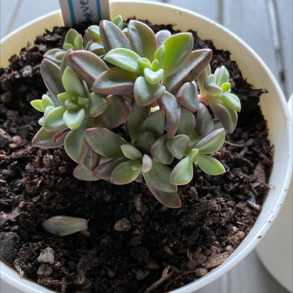 Photo of the plant species Manaudes Echeveria by @smudgeness named Duke on Greg, the plant care app