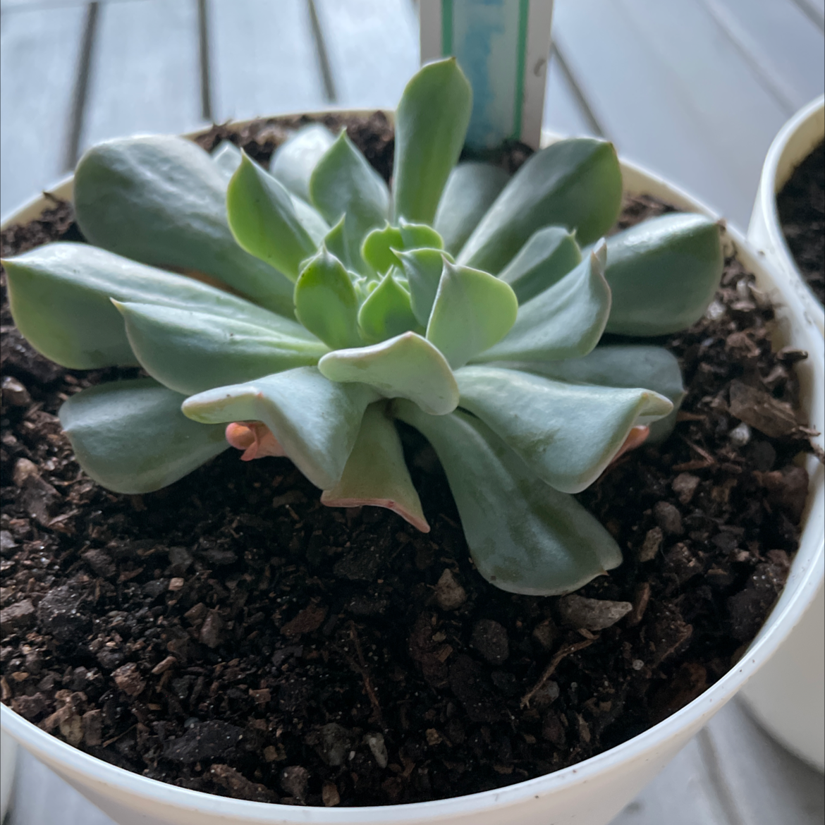 Photo of the plant species Echeveria 'Pinwheel' by @smudgeness named Pinwheel on Greg, the plant care app