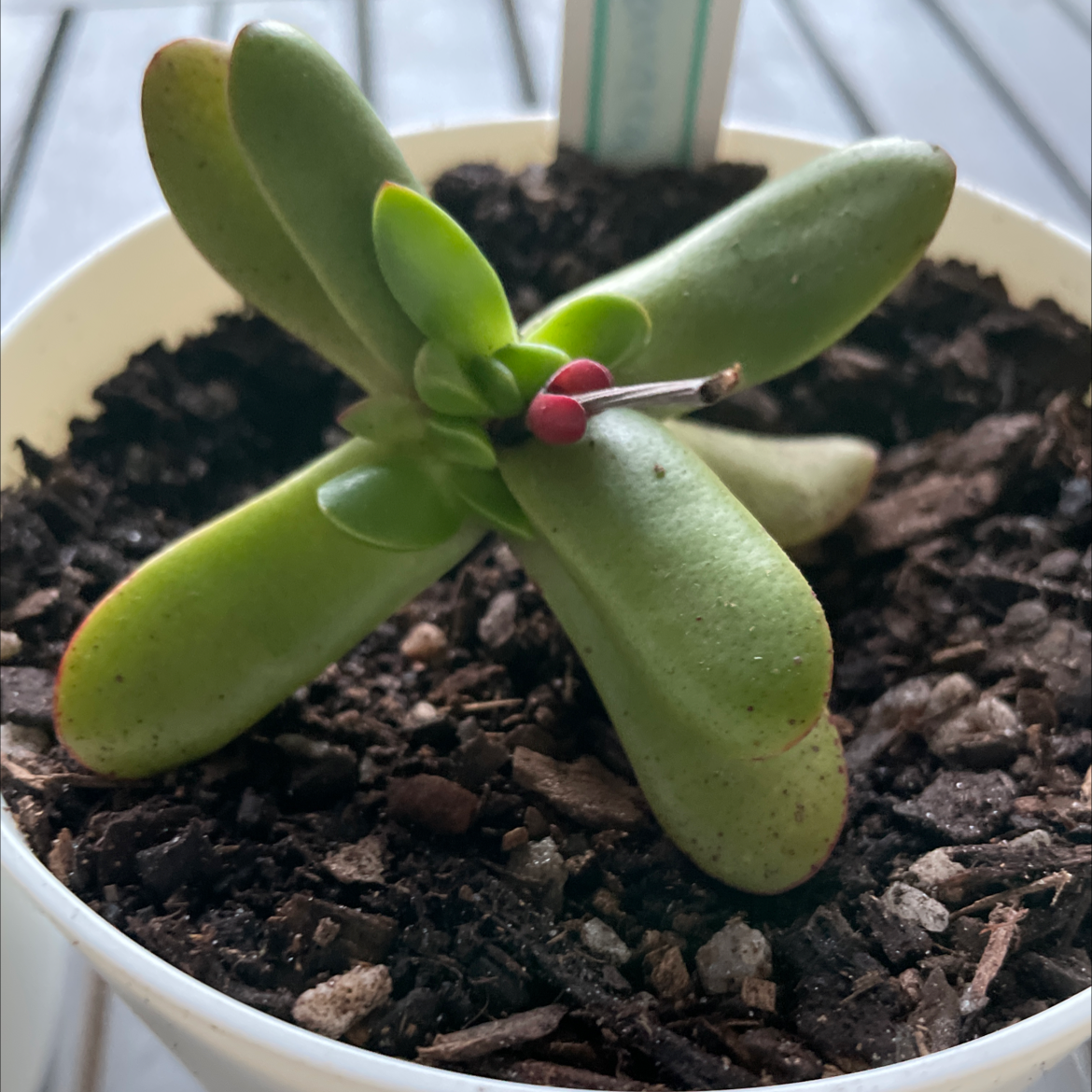 Photo of the plant species Crassula clavata by @smudgeness named Clavata on Greg, the plant care app