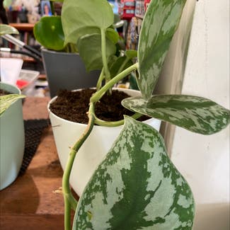 Silver Satin Pothos plant in Somewhere on Earth