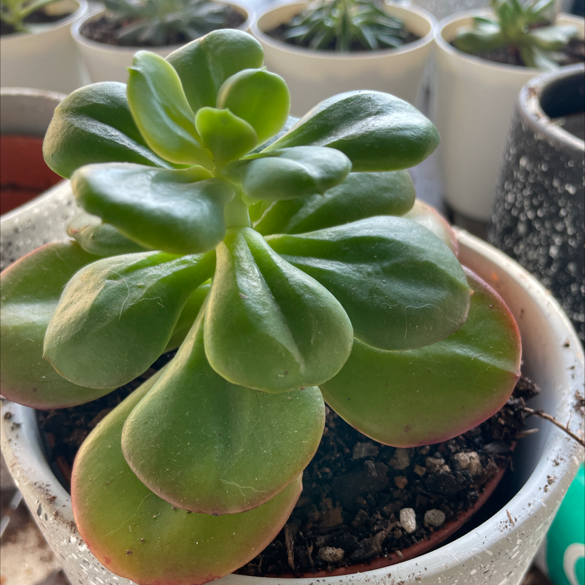 Photo of the plant species Ginmei Tennyo Echeveria by @smudgeness named Ginmei Temmyo on Greg, the plant care app