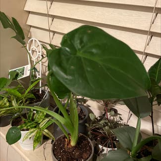 Alocasia 'Serendipity' plant in Somewhere on Earth