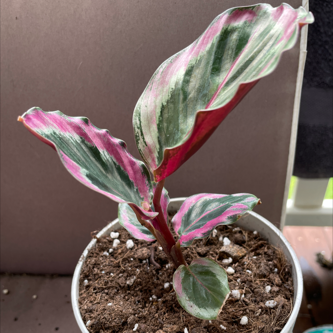 Plant care for calathea holiday on Greg, the plant care app