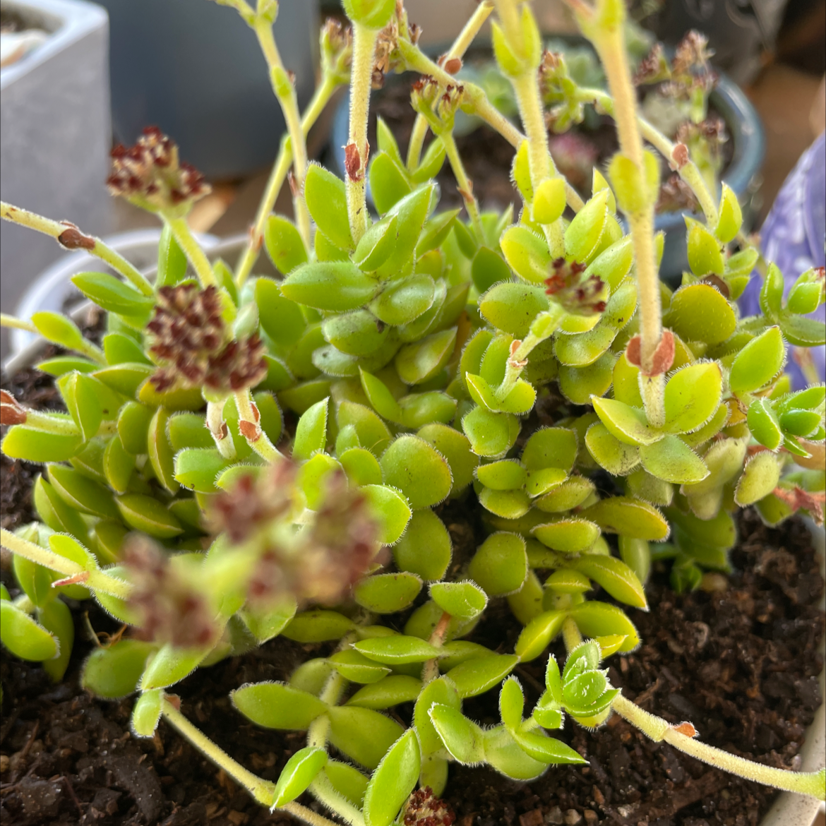 Photo of the plant species Crassula 'David' by @smudgeness named Gaga on Greg, the plant care app