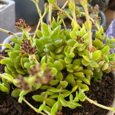Photo of the plant species Crassula David by Smudgeness named Gaga on Greg, the plant care app