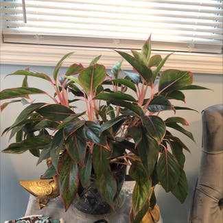 Chinese Evergreen plant in Poughkeepsie, New York