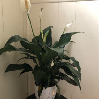 Peace Lily plant in Poughkeepsie, New York