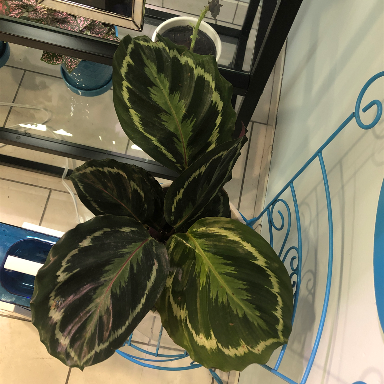 Photo of the plant species Calathea 'Medallion' by @Bev1026 named Calathea on Greg, the plant care app