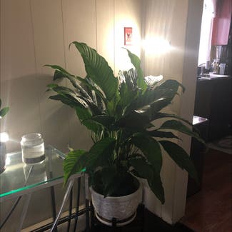 Peace Lily plant in Poughkeepsie, New York