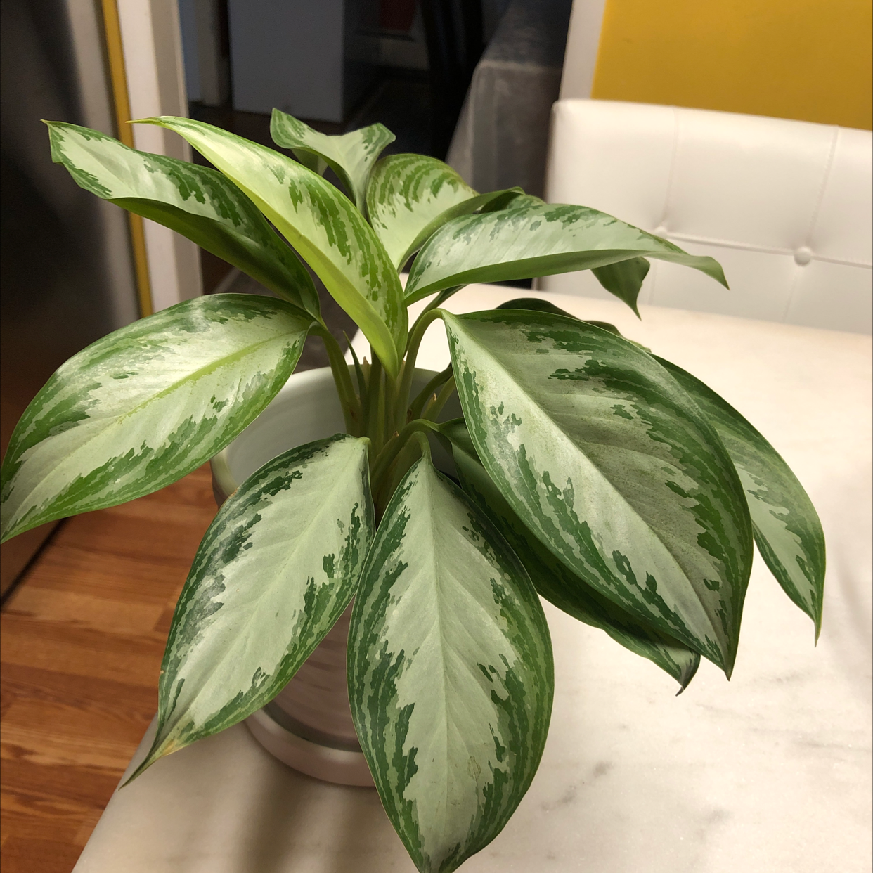 Photo of the plant species Chinese Evergreen by @Bev1026 named Silver Bay on Greg, the plant care app