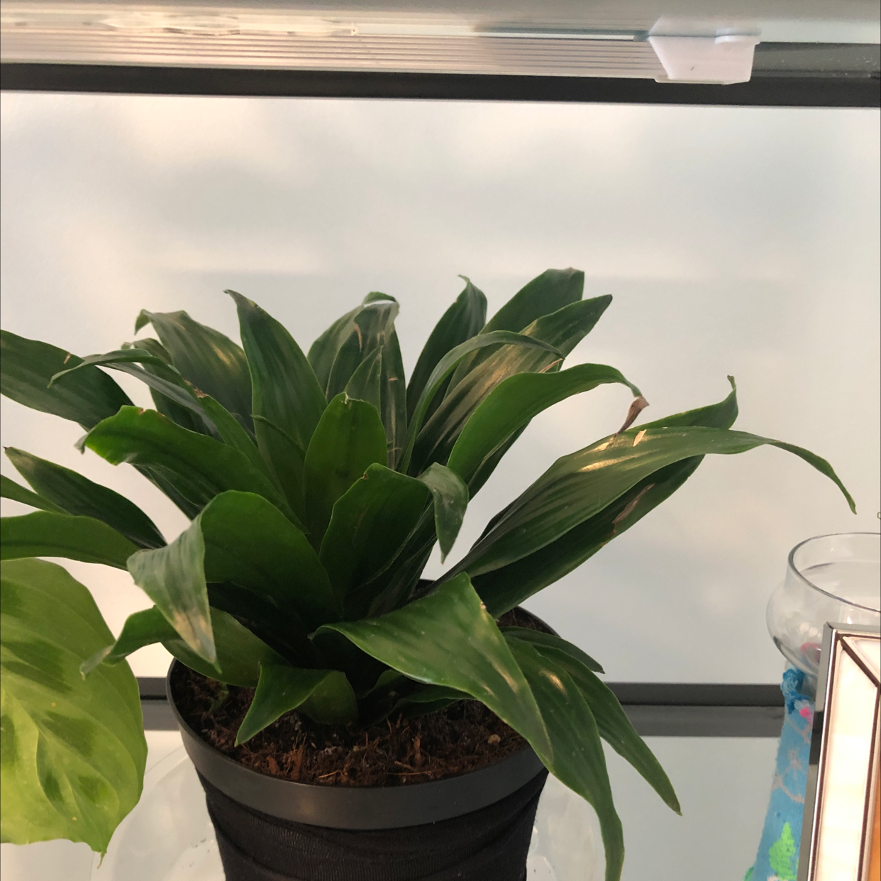 Dracaena 'Janet Craig Compacta' plant in a black pot with some minor browning on the leaf tips.