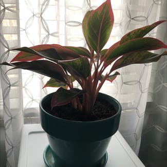 Chinese Evergreen plant in Poughkeepsie, New York