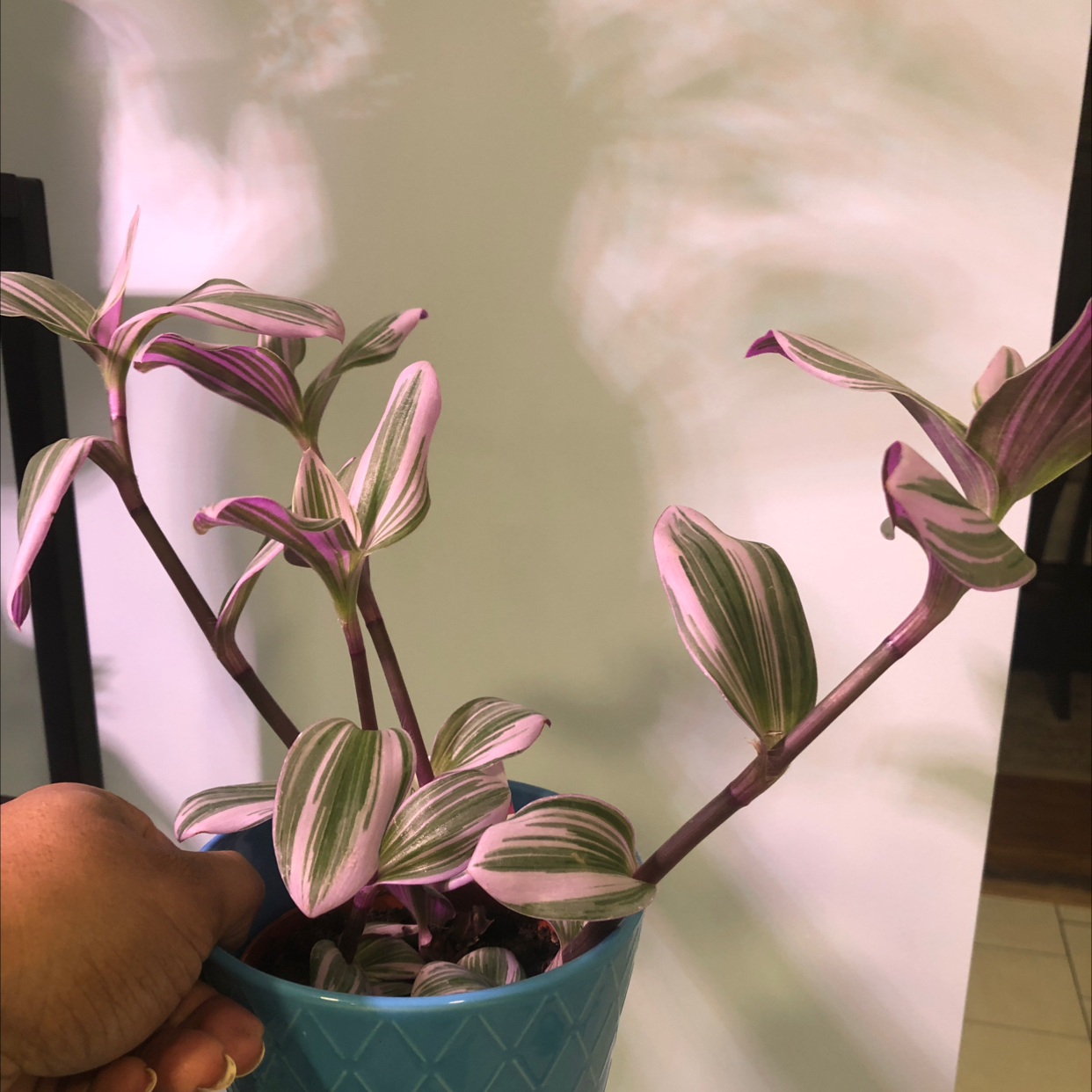 Photo of the plant species Pink Stripe Spiderwort by @Bev1026 named Pink wandering on Greg, the plant care app