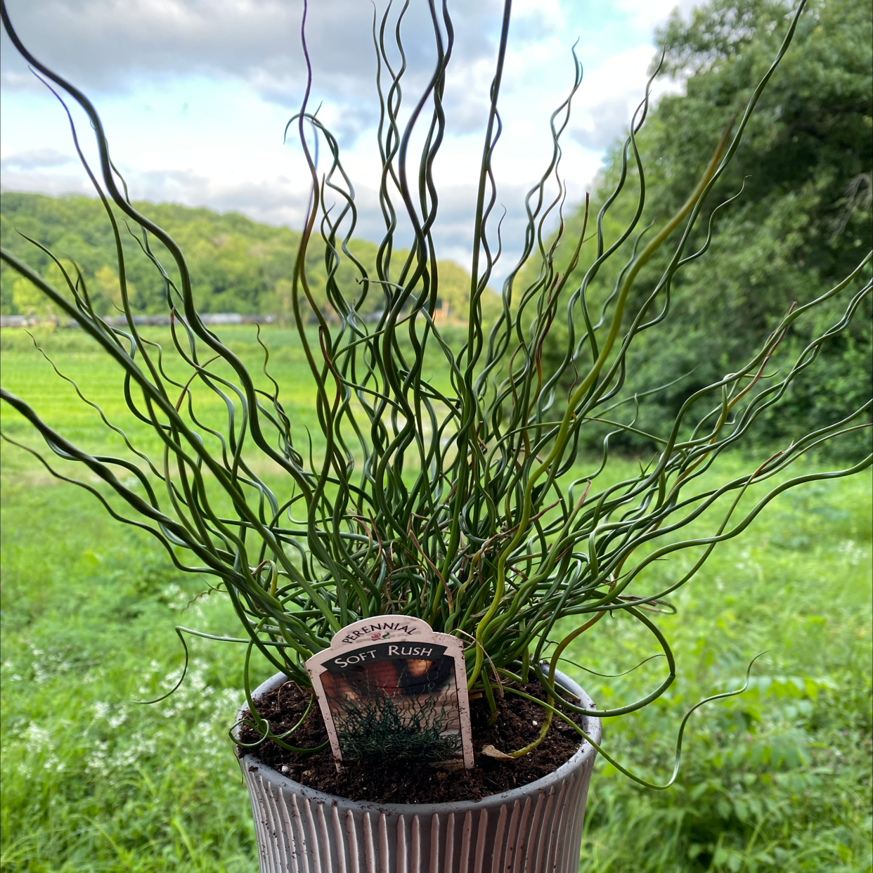 Potted Common Rush plant labeled 'Soft Rush' in an outdoor setting.