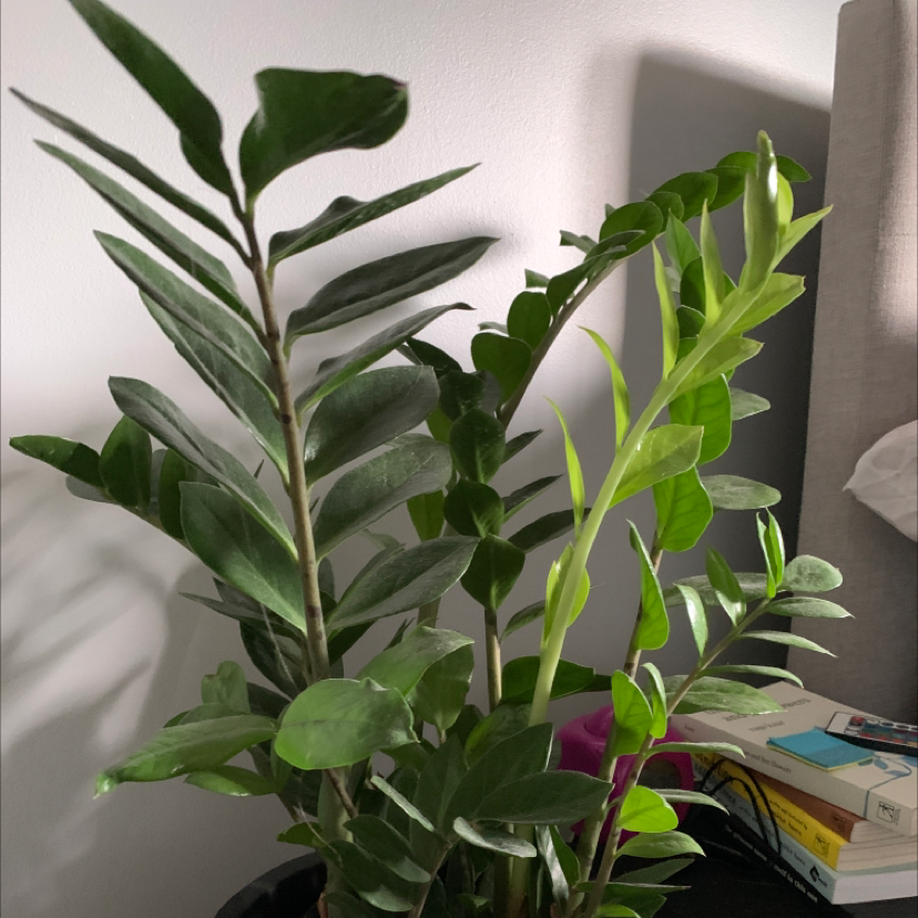 Zamioculcas Zamiifolia plant photo by Jessica named Serotonin￼ on Greg, the plant care app.
