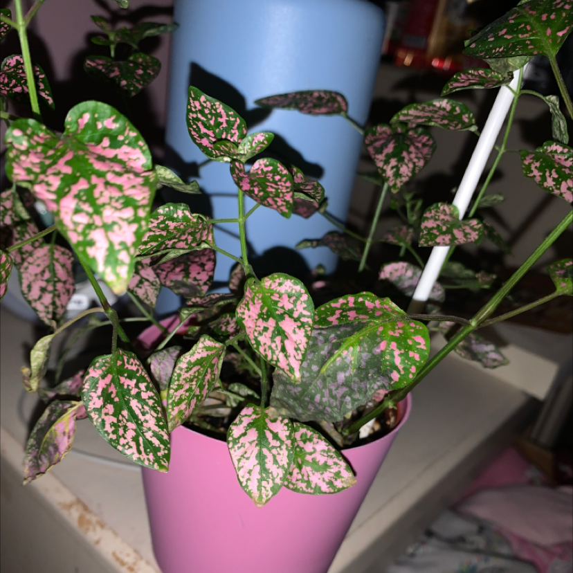 Polka Dot Plant plant photo by @brookem_03 named Herald on Greg, the plant care app.
