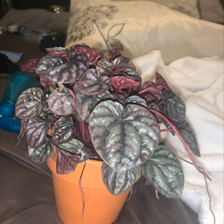 Peperomia Caperata plant photo by @Sabarabbalanglong named Gobi on Greg, the plant care app.