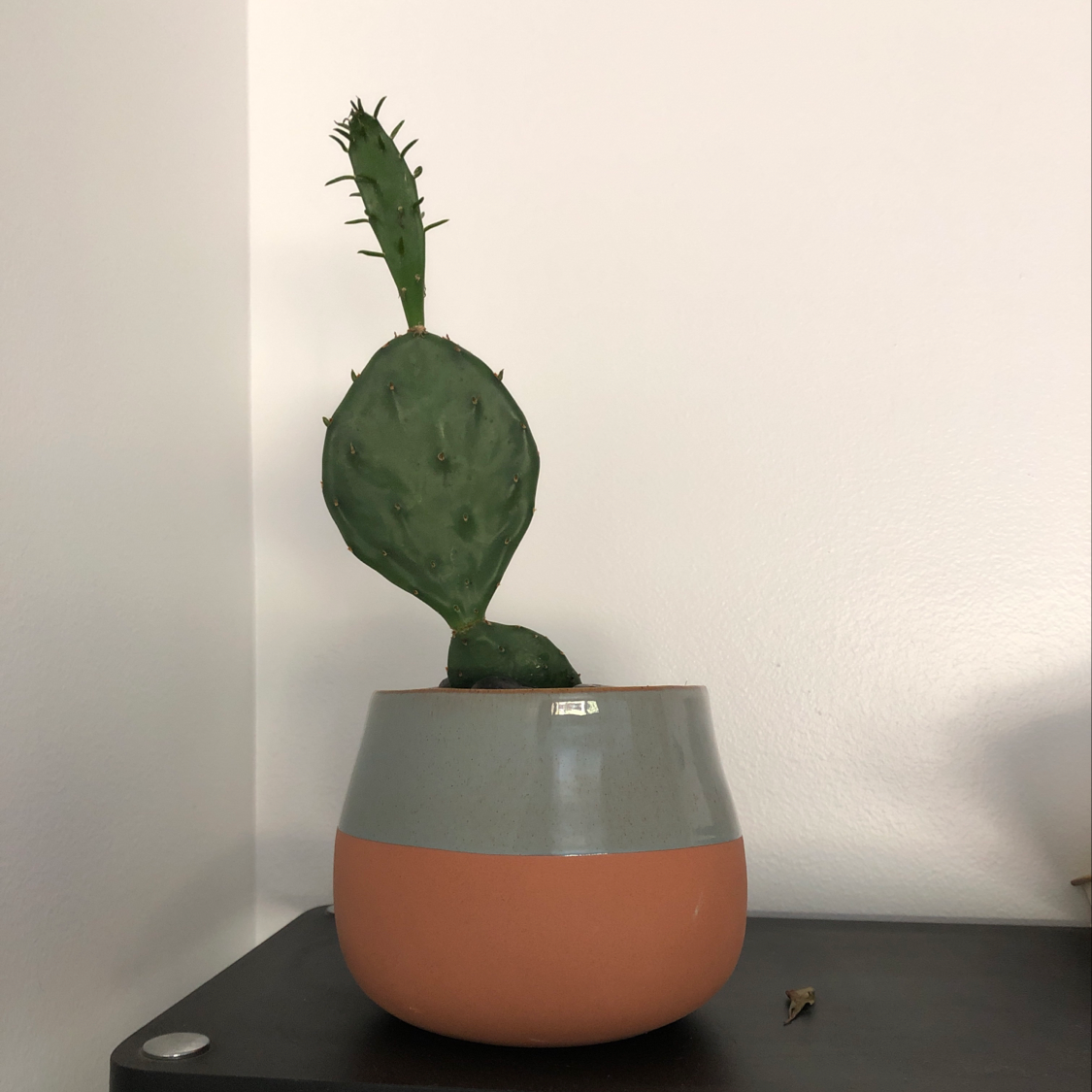 Barbary Fig plant in a pot, appears healthy with no visible soil or flowers.