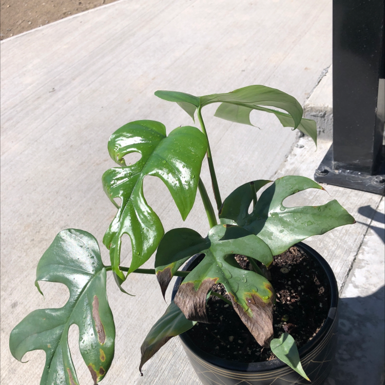 Monstera plant photo by @averyleann named Gouda on Greg, the plant care app.