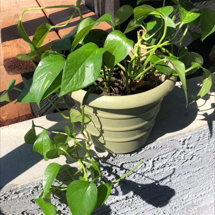 Taro Vine plant photo by @averyleann named Pie on Greg, the plant care app.