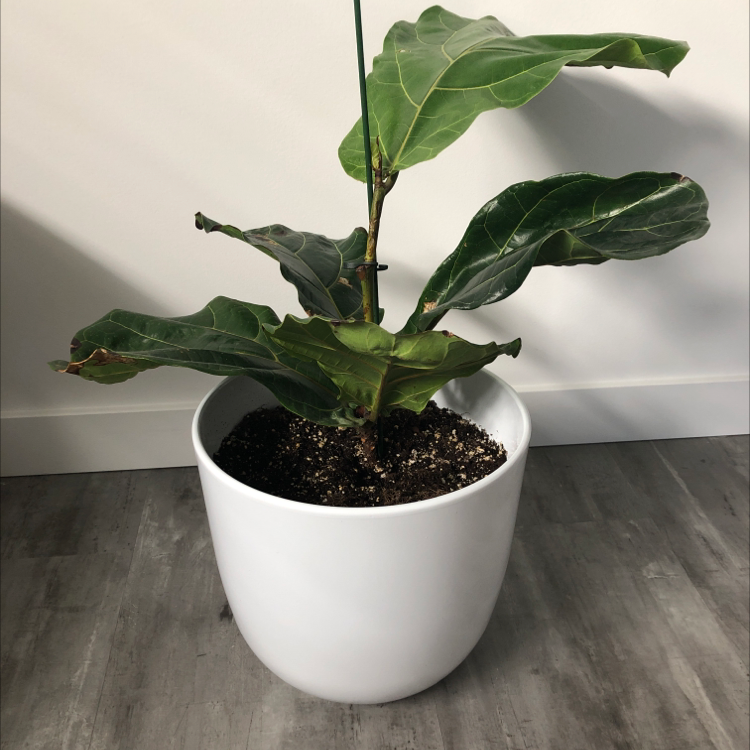Fiddle Leaf Fig plant photo by @averyleann named Phil on Greg, the plant care app.