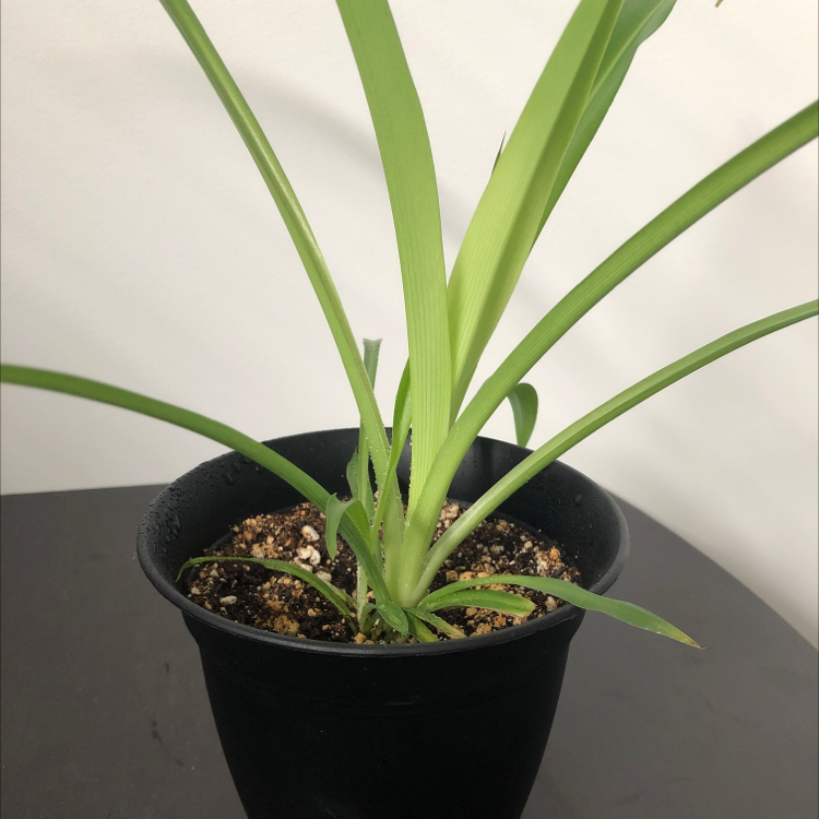 Spider Plant plant photo by @averyleann named Peter on Greg, the plant care app.