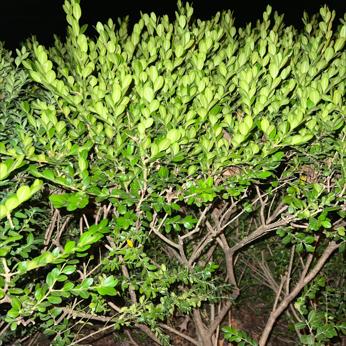 Dense, healthy common boxwood shrub with vibrant green leaves and no signs of discoloration or damage.
