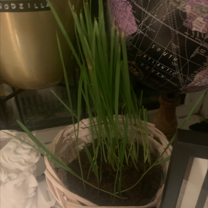 Photo of the plant species Zumula Cat Grass by Christopher named Cat grass on Greg, the plant care app